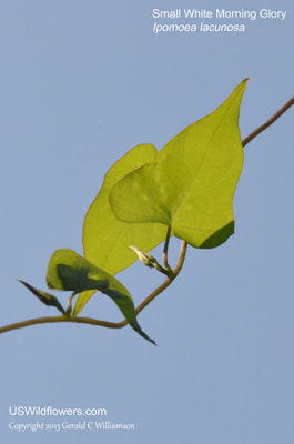 Ipomoea lacunosa