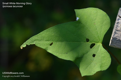 Ipomoea lacunosa