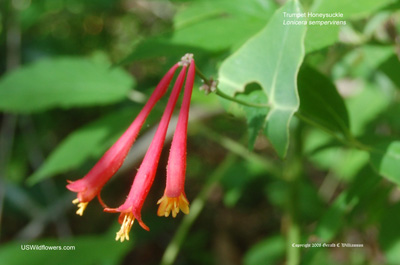 Lonicera sempervirens