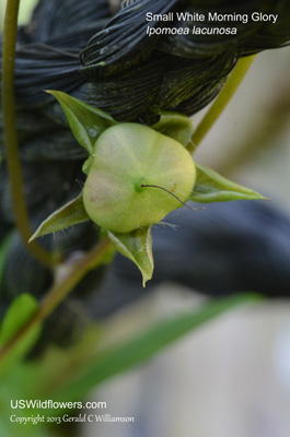 Ipomoea lacunosa