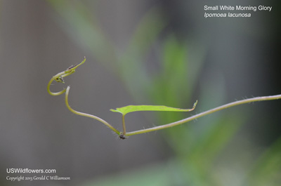 Ipomoea lacunosa