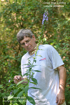 Lobelia siphilitica