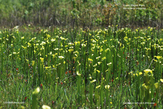 Sarracenia oreophila