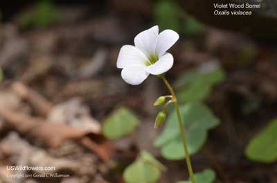 Oxalis violacea