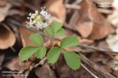 Panax trifolius