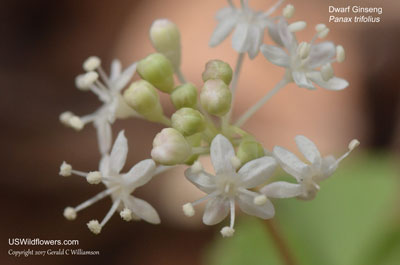 Panax trifolius