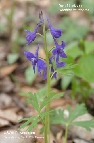 Delphinium tricorne