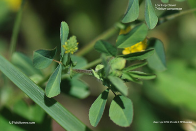 Trifolium campestre