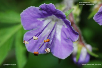 Phacelia bipinnatifida