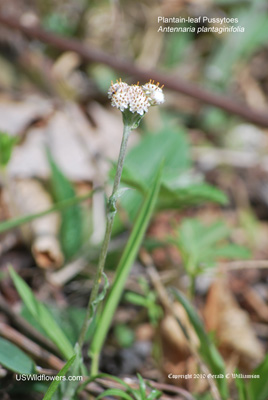 Antennaria plantaginifolia