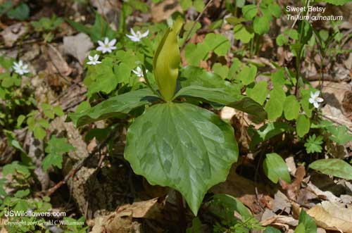 Trillium cuneatum