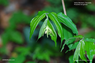 Prosartes lanuginosa