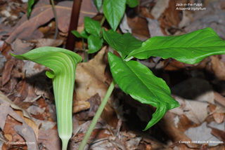 Arisaema triphyllum