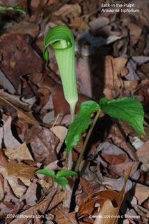 Arisaema triphyllum