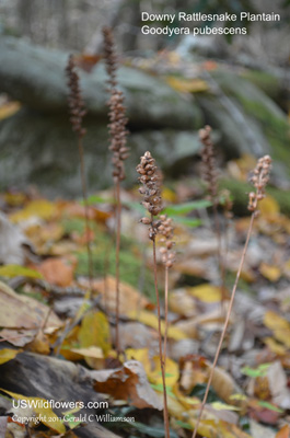 Goodyera pubescens