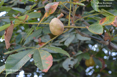 Aesculus flava