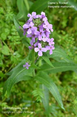 Hesperis matronalis