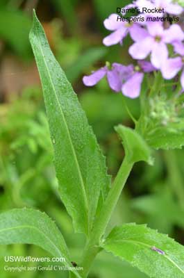 Hesperis matronalis