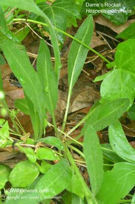 Hesperis matronalis