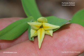 Uvularia perfoliata