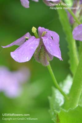 Hesperis matronalis