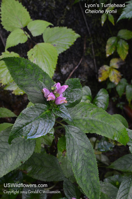 Chelone lyonii