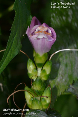 Chelone lyonii