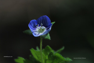 Veronica persica