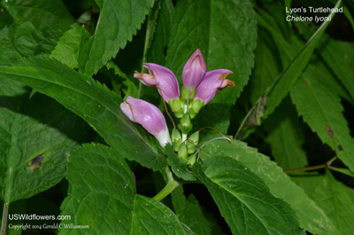 Chelone lyonii