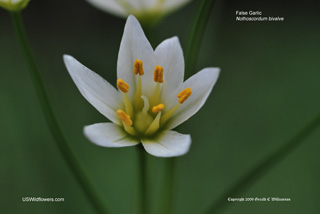 Nothoscordum bivalve