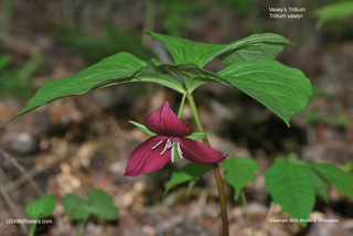 Trillium vaseyi