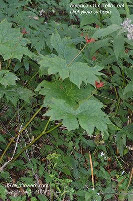 Diphylleia cymosa