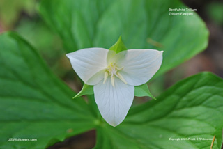 Trillium flexipes