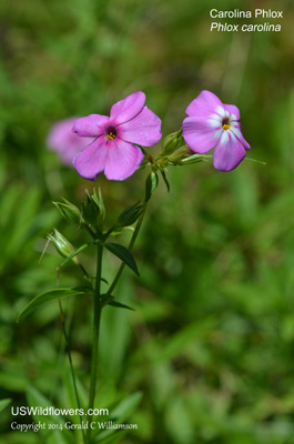 Phlox carolina