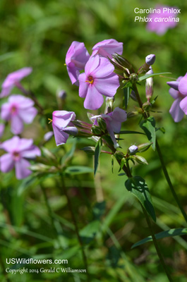 Phlox carolina