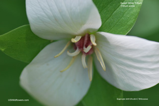 Trillium flexipes