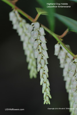 Leucothoe fontanesiana