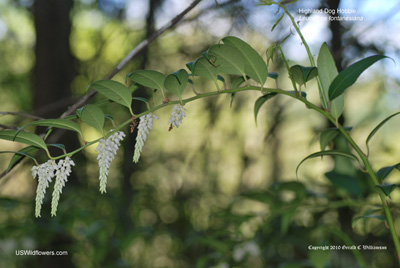 Leucothoe fontanesiana