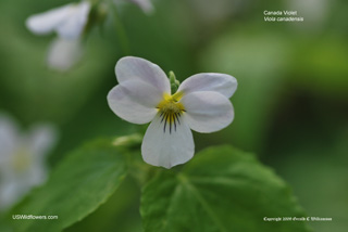 Viola canadensis