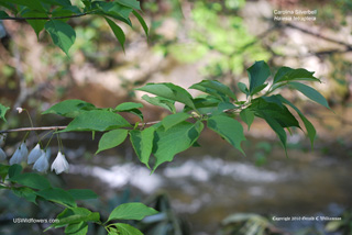 Halesia tetraptera