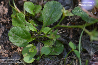 Mazus pumilus