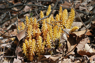 Conopholis americana