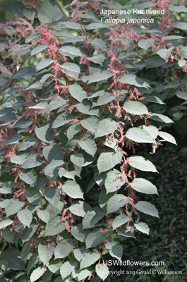 Fallopia japonica