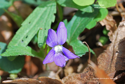 Viola palmata