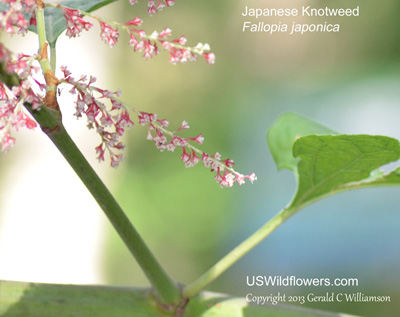 Fallopia japonica