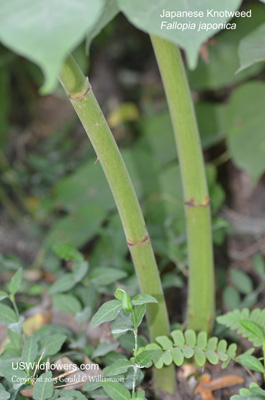 Fallopia japonica