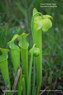 Sarracenia oreophila