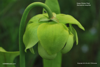 Sarracenia oreophila