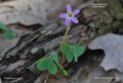 Oxalis violacea