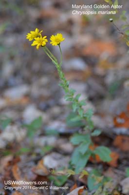 Chrysopsis mariana